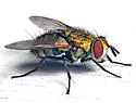 Chrysoexorista ochracea - photo 4