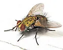 Chrysoexorista ochracea - photo 5