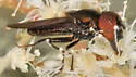 Chrysogaster antitheus - photo 3