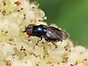 Chrysogaster antitheus - photo 4