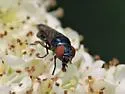 Chrysogaster antitheus - photo 5