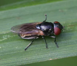 Chrysogaster cemiteriorum