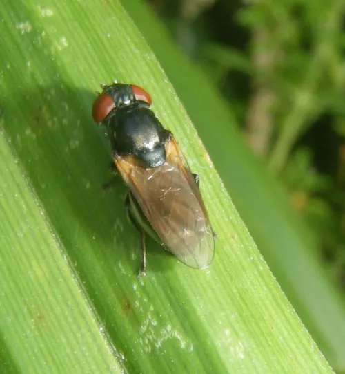Chrysogaster cemiteriorum - photo 2