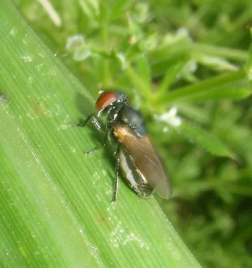 Chrysogaster cemiteriorum - photo 3