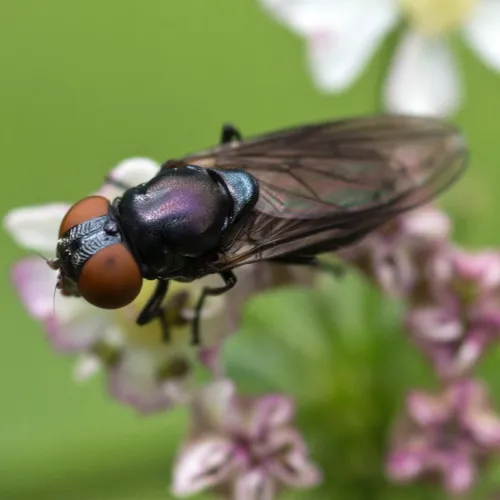 Chrysogaster solstitialis