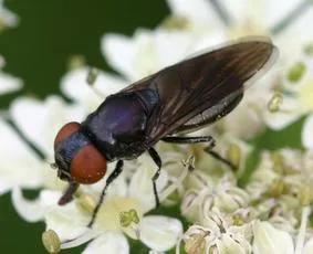 Chrysogaster solstitialis - photo 2