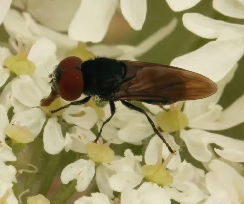 Chrysogaster solstitialis - photo 3