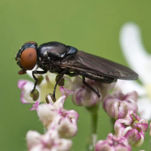 Chrysogaster solstitialis - photo 4