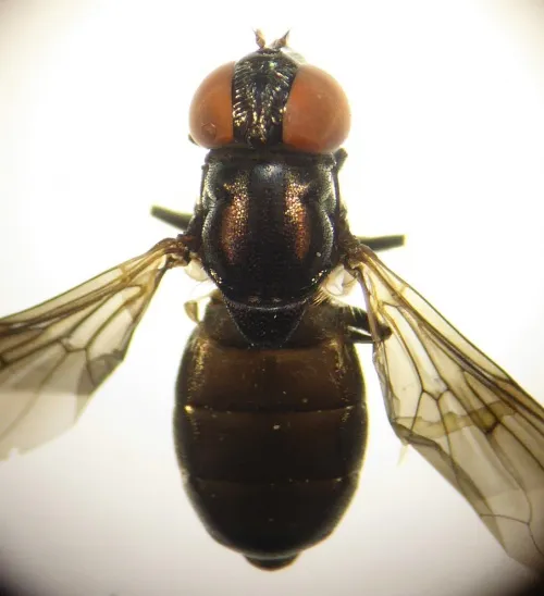 Chrysogaster solstitialis - photo 5