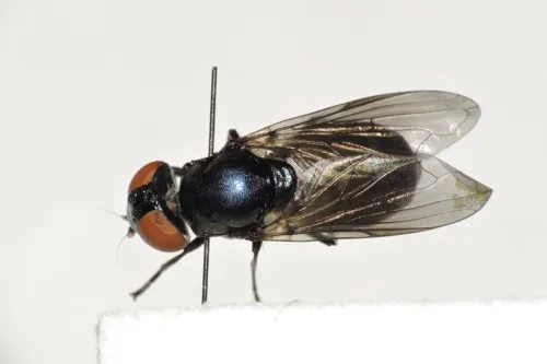Chrysogaster solstitialis - photo 6