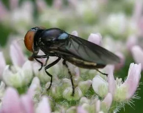 Chrysogaster solstitialis - photo 7