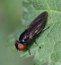 Chrysogaster solstitialis - photo 8