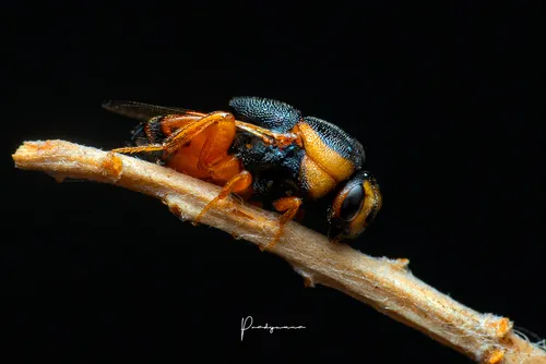 Chrysolampidae - Chrysolampidae