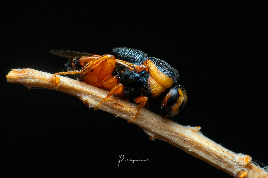 Chrysolampidae - photo 2