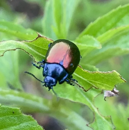 Gold-winged Leaf Beetle