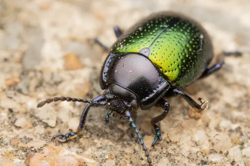 Gold-winged Leaf Beetle - photo 2
