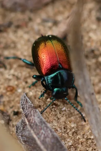 Gold-winged Leaf Beetle - photo 3