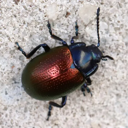 Gold-winged Leaf Beetle - photo 4