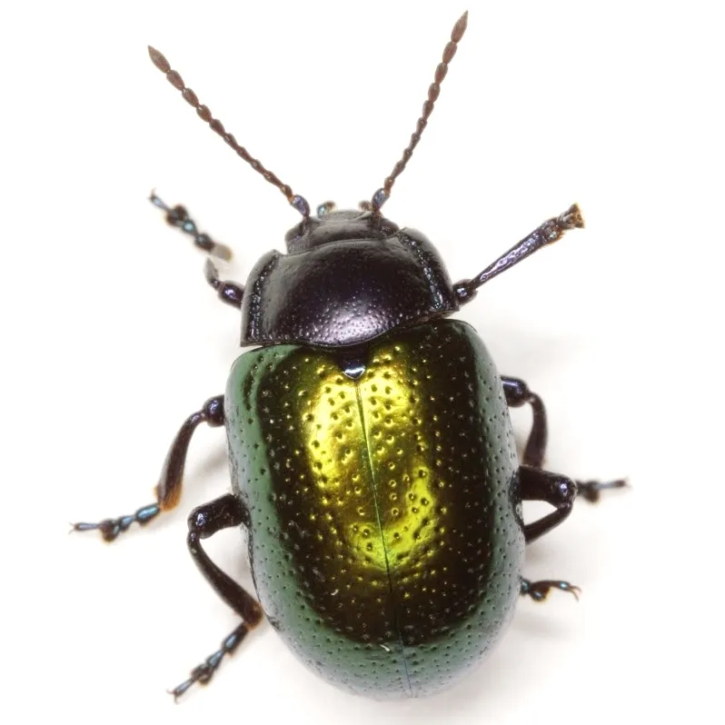 Gold-winged Leaf Beetle - photo 5