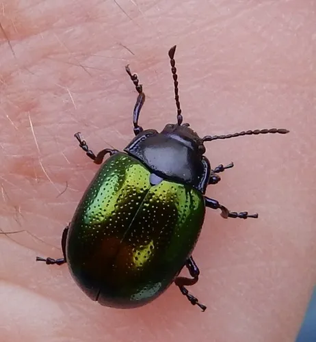 Gold-winged Leaf Beetle - photo 7