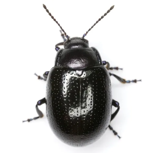Gold-winged Leaf Beetle - photo 8