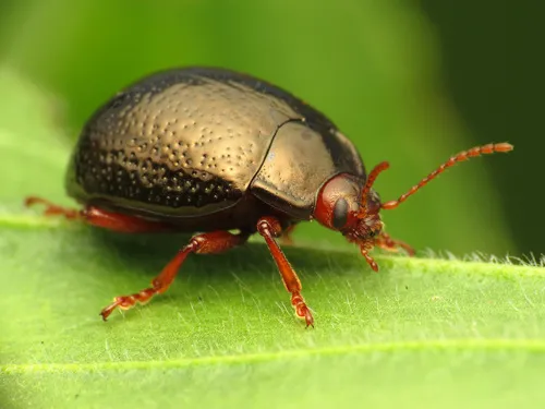 Chrysolina bankii - photo 2