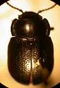 Chrysolina basilaris