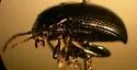 Chrysolina basilaris - photo 2