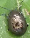 Chrysolina cribraria