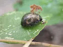 Chrysolina cribraria - photo 2