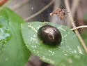 Chrysolina cribraria - photo 3