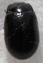 Chrysolina flavomarginata