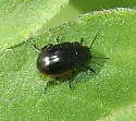 Chrysolina flavomarginata - photo 2