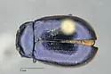 Chrysolina flavomarginata - photo 3
