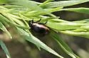 Chrysolina flavomarginata - photo 5