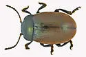 Chrysolina hudsonica