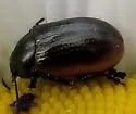Chrysolina hudsonica - photo 3
