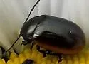 Chrysolina hudsonica - photo 4