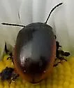 Chrysolina hudsonica - photo 5