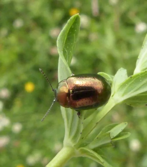 Chrysolina hyperici - photo 2
