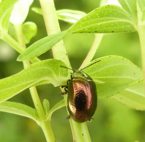 Chrysolina hyperici - photo 3
