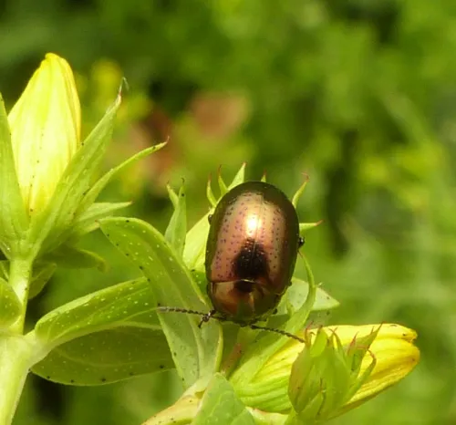 Chrysolina hyperici - photo 4