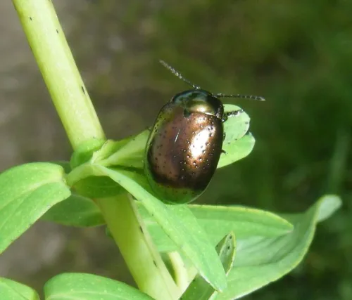 Chrysolina hyperici - photo 5