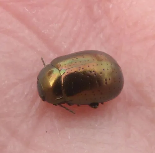Chrysolina hyperici - photo 6