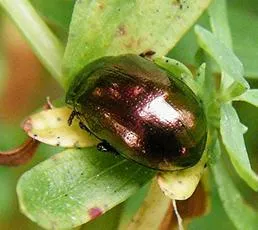 Chrysolina hyperici - photo 7