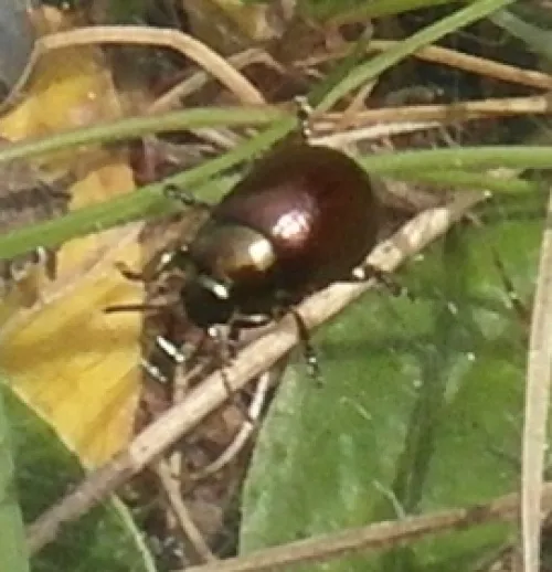 Chrysolina hyperici - photo 8