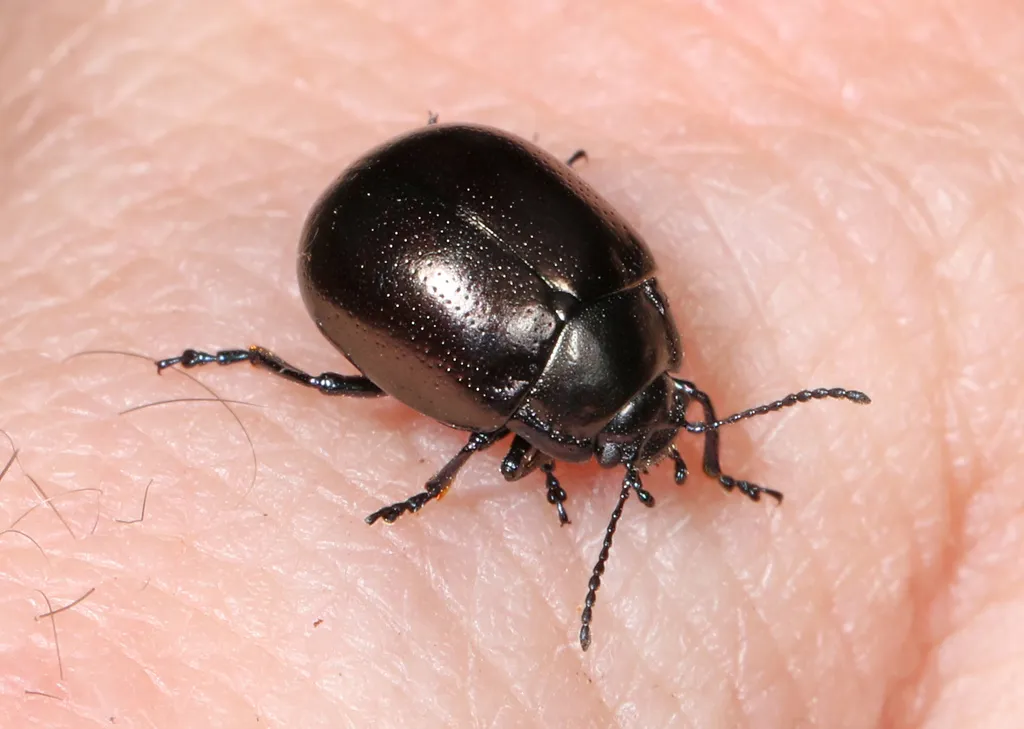 Chrysolina inornata - Chrysolina inornata