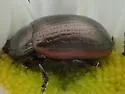 Chrysolina marginata - Chrysolina marginata