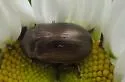 Chrysolina marginata - photo 2
