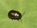 Chrysolina marginata - photo 3